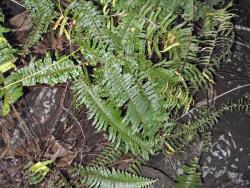 Nephrolepis brownii. Mature plants showing long primary pinnae with acute apices.
 Image: P.J. de Lange © Peter de Lange All rights reserved